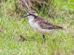 Image result for Diplodus helenae