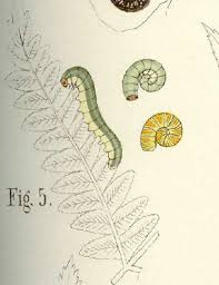 Attēlu rezultāti vaicājumam “Tenthredo mandibularis larva”