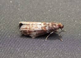 Attēlu rezultāti vaicājumam “Acrobasis advenella”