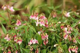 Attēlu rezultāti vaicājumam “Lathyrus vernus”