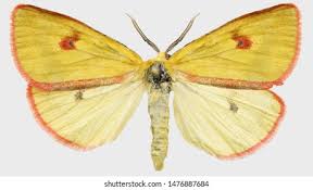 Attēlu rezultāti vaicājumam “Diacrisia sannio male”