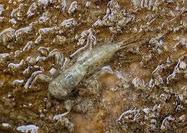 Attēlu rezultāti vaicājumam “Heptagenia sulphurea female”