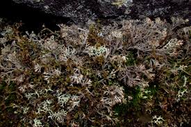 Attēlu rezultāti vaicājumam “Cladonia stygia”