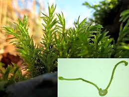 Attēlu rezultāti vaicājumam “Cinclidotus danubicus”