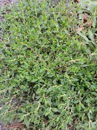 Attēlu rezultāti vaicājumam “Polygonum arenastrum”