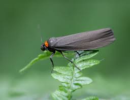 Attēlu rezultāti vaicājumam “Atolmis rubricollis”