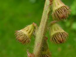 Attēlu rezultāti vaicājumam “Agrimonia eupatoria fruit”
