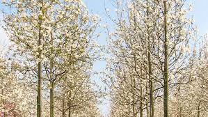 Attēlu rezultāti vaicājumam “Magnolia x loebneri”