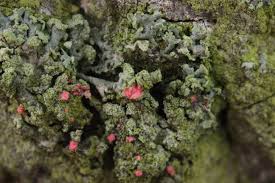 Attēlu rezultāti vaicājumam “Illosporiopsis christiansenii”