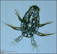 Attēlu rezultāti vaicājumam “Copepoda”