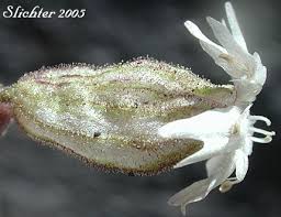 Attēlu rezultāti vaicājumam “Silene viscaria bud”