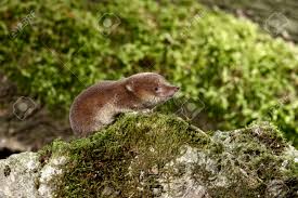 Attēlu rezultāti vaicājumam “Sorex araneus”