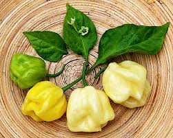 Afbeeldingsresultaat voor white habanero hot pepper