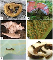Attēlu rezultāti vaicājumam “fungi”