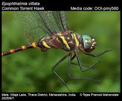 Attēlu rezultāti vaicājumam “Eupteryx vittata”