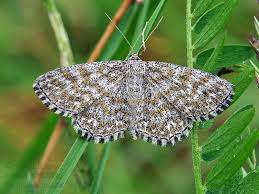 Attēlu rezultāti vaicājumam “Scopula immorata”