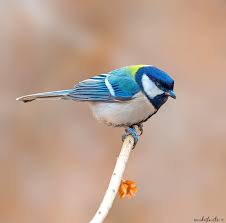 Attēlu rezultāti vaicājumam “Parus major”