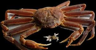 Image result for Chionoecetes opilio