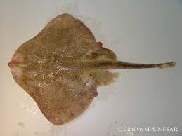 Image result for Leucoraja ocellata