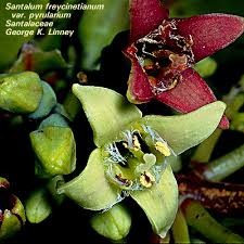 Attēlu rezultāti vaicājumam “Santalaceae”