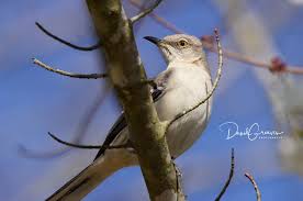 Image result for Mimus polyglottos