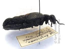 Attēlu rezultāti vaicājumam “Meloe sp.”