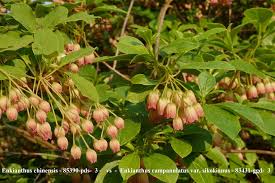 Attēlu rezultāti vaicājumam “Enkianthus chinensis flower”