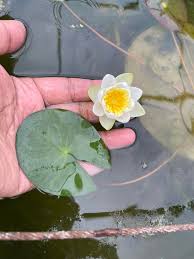 Attēlu rezultāti vaicājumam “Nymphaea candida leaf”