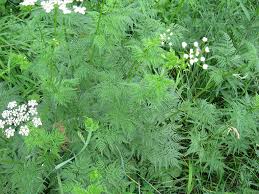 Attēlu rezultāti vaicājumam “Chaerophyllum aromaticum flower”