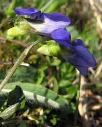 Attēlu rezultāti vaicājumam “Viola canina flower”