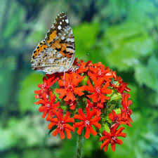 Attēlu rezultāti vaicājumam “Libanotis montana flower”