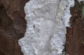 Attēlu rezultāti vaicājumam “Antrodia gossypium”