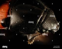 Attēlu rezultāti vaicājumam “Glischrochilus quadripunctatus imago”