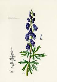 Attēlu rezultāti vaicājumam “Aconitum napellus leaf”
