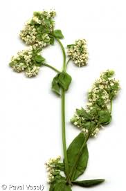 Attēlu rezultāti vaicājumam “Galium boreale bud”