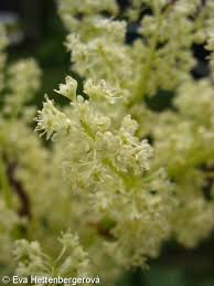 Attēlu rezultāti vaicājumam “Rheum rhabarbarum flower”