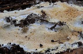 Attēlu rezultāti vaicājumam “Postia rennyi”