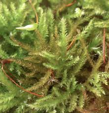 Attēlu rezultāti vaicājumam “Eurhynchiastrum pulchellum”