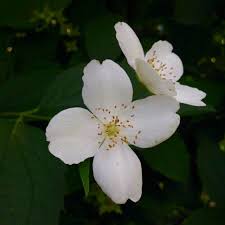 Attēlu rezultāti vaicājumam “Philadelphus coronarius flower”