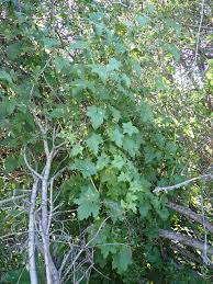 Attēlu rezultāti vaicājumam “Bryonia alba leaf”