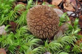 Attēlu rezultāti vaicājumam “Lycogala confusum”