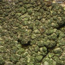 Attēlu rezultāti vaicājumam “Trapeliopsis flexuosa”