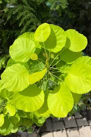 Attēlu rezultāti vaicājumam “Cotinus coggygria leaf”