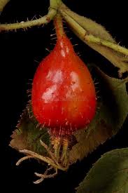 Attēlu rezultāti vaicājumam “Rosa villosa fruit”