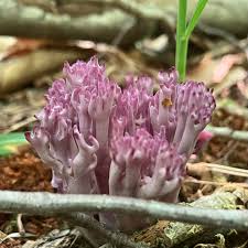 Attēlu rezultāti vaicājumam “Clavulina amethystina”