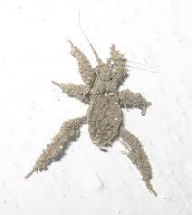 Attēlu rezultāti vaicājumam “Reduvius personatus”