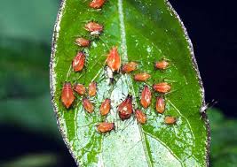 Attēlu rezultāti vaicājumam “Acyrthosiphon”