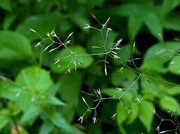 Attēlu rezultāti vaicājumam “Agrostis canina leaf”
