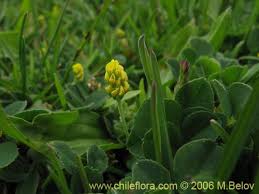 Attēlu rezultāti vaicājumam “Medicago lupulina flower”