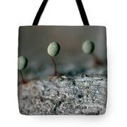 Attēlu rezultāti vaicājumam “Physarum penetrale”